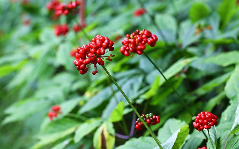 khai-truong-chi-nhanh-ha-noi (2)-min